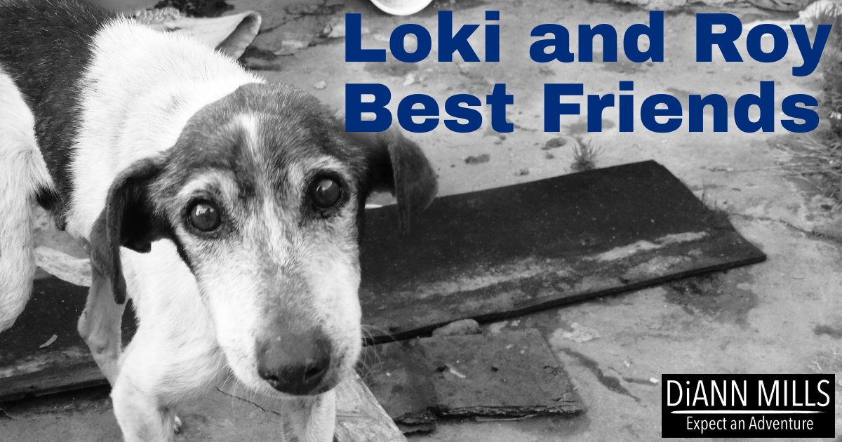 Featured image for “Loki and Roy—Best Friends”